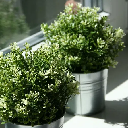 Holunder Huesken Dom wakacyjny