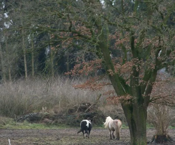 Holunder Hüsken Tatil Evi *
