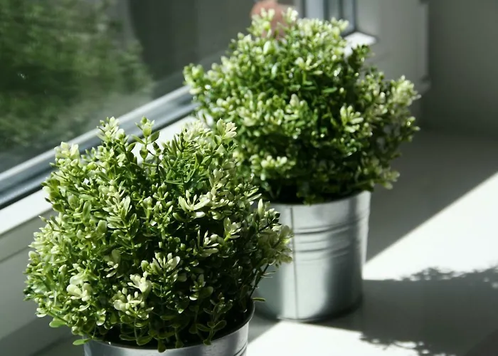 Holunder Huesken Casa vacanze